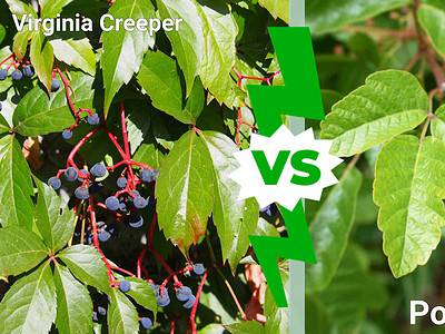 A Virginia Creeper vs. Poison Oak: Which One Is More Dangerous?