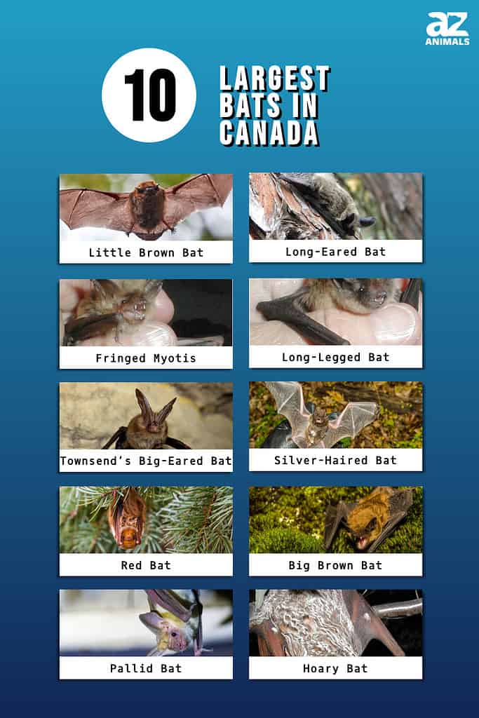 Largest Bats in Canada infographic