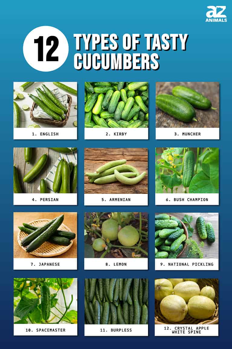 12 Types of Tasty Cucumbers - A-Z Animals