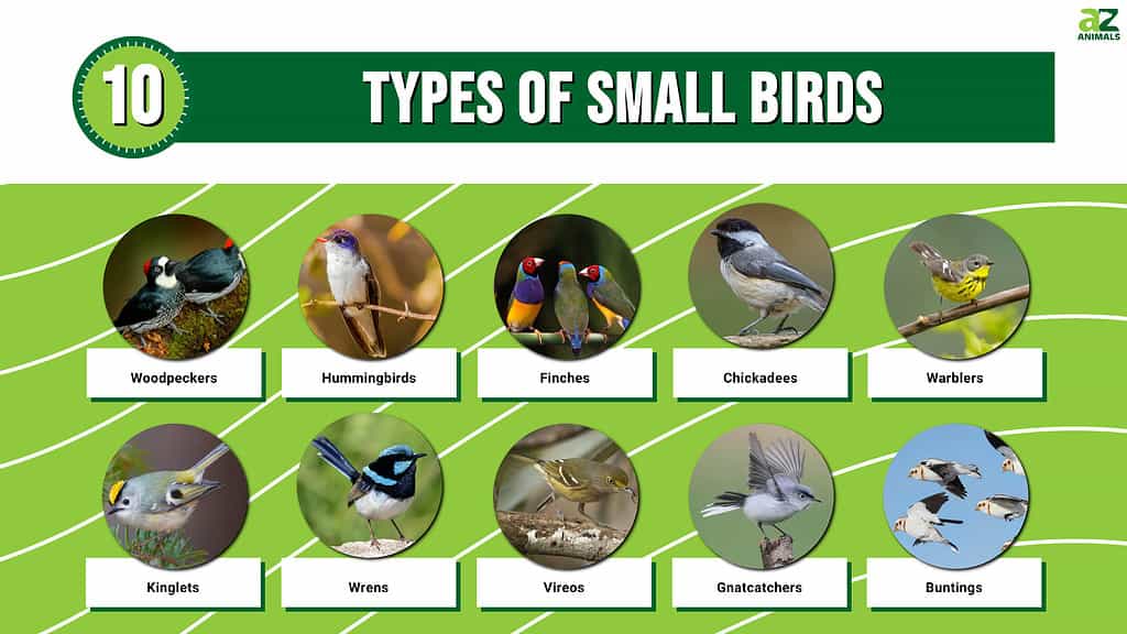 Picture graph of 10 Types of Small Birds.