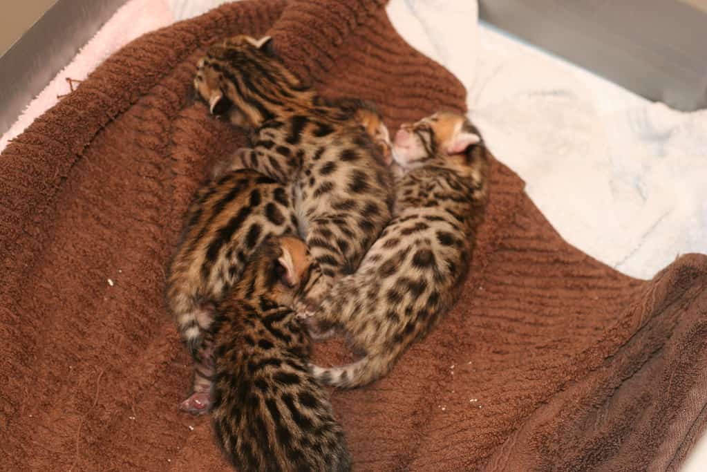 Newborn Bengal kittens. Bengal cat progression.