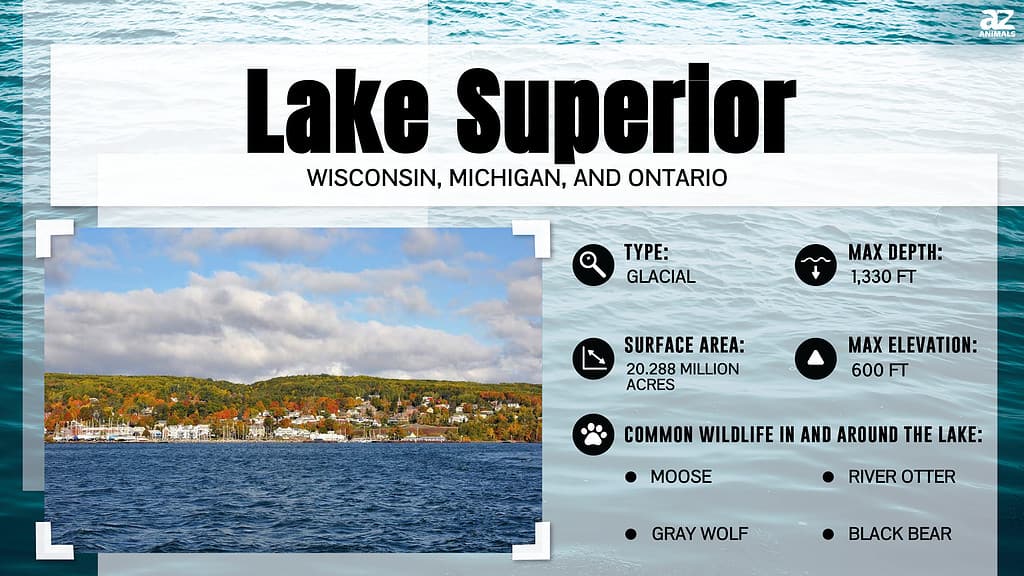 lake superior food chain animal