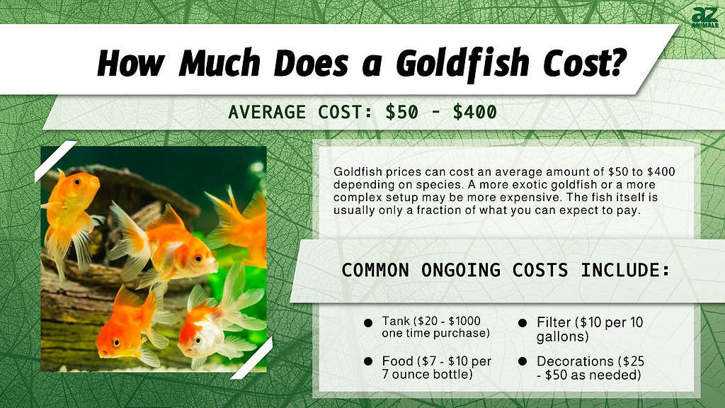 How Much Does a Goldfish Cost?  infographic