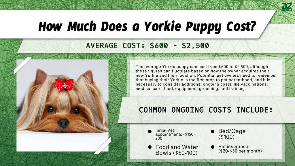 does a yorkie cost? 2