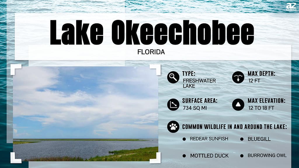 Infographic of Lake Okeechobee