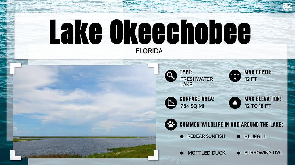 Alligator-Infested Lakes: Why Lake Okeechobee Is the Gator Capital of ...