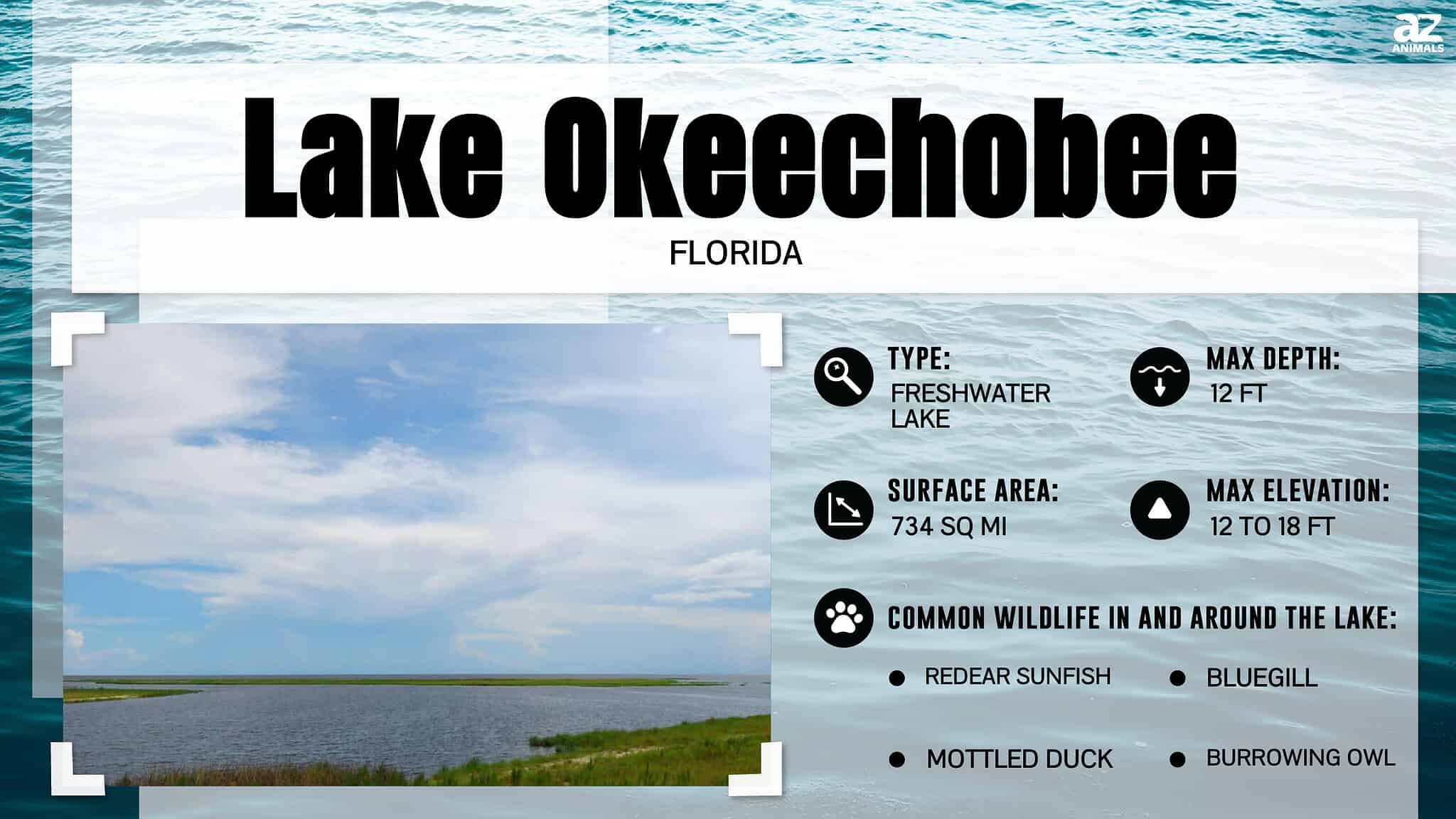 Alligators in Lake Okeechobee: Are You Safe to Go in the Water?