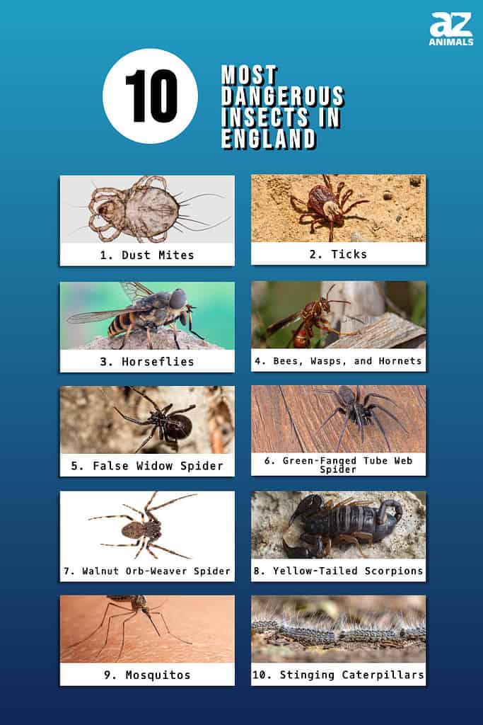 Beware of These Top 10 Most Dangerous Insects in England - A-Z Animals