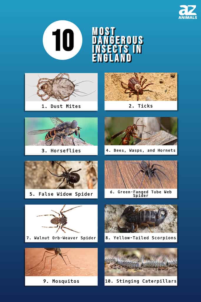 Hairy, scary and lethal: how dangerous are Britain's household spiders?, Insects