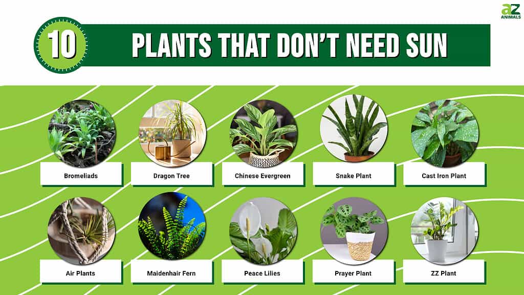 10 Plants That Don't Need Sun