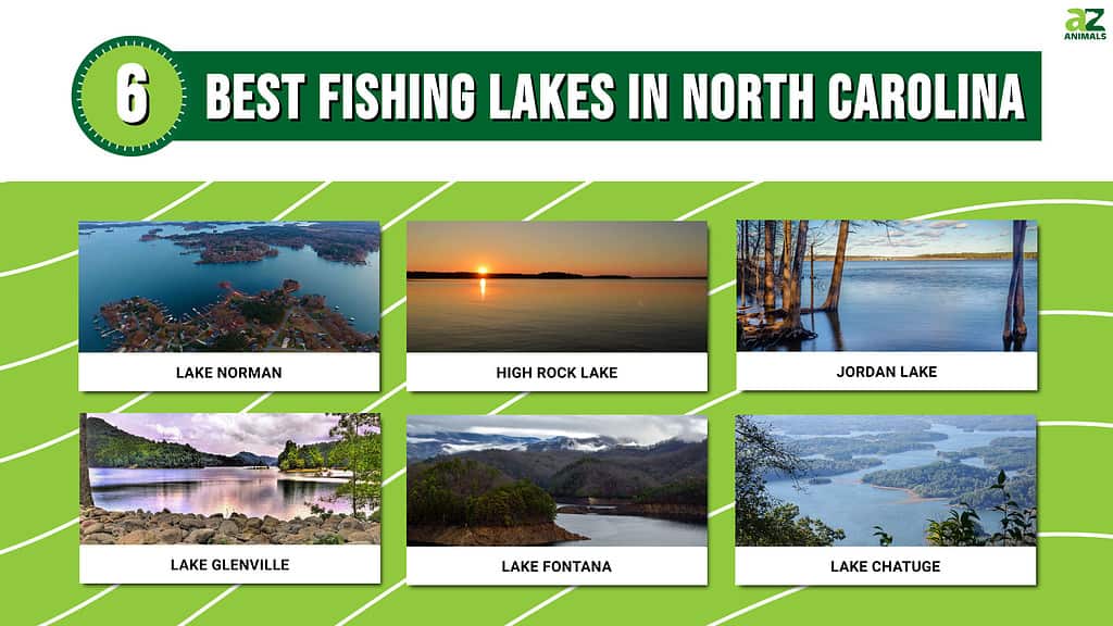 6 Best Fishing Lakes in North Carolina