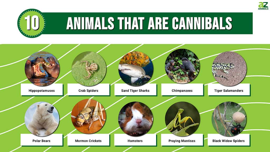 Picture graph of 10 Animals That Are Cannibals