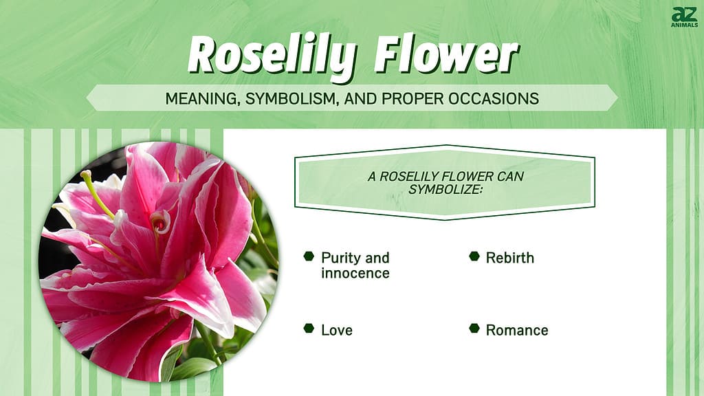 Roselilies
