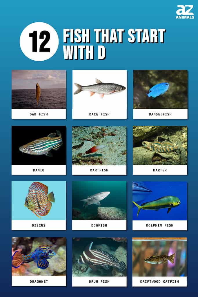 12 Fish That Start With a D