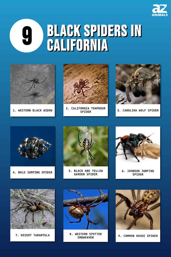 Infographic of 9 Black Spiders in California