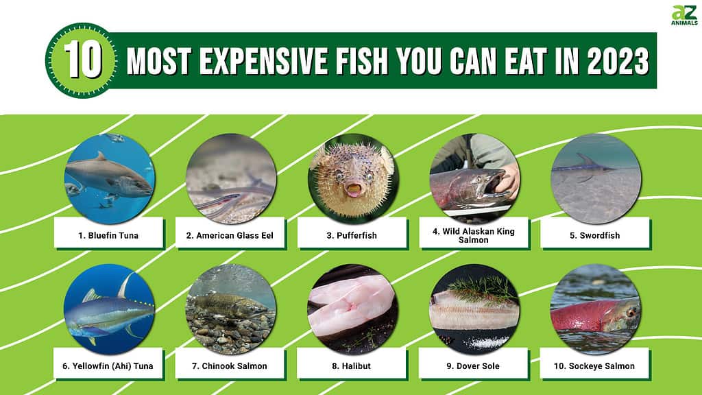 10 most expensive fish you can eat in 2023