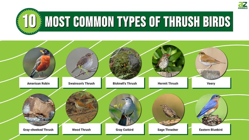 Picture graph of the 10 Most Common Types of Thrush Birds.