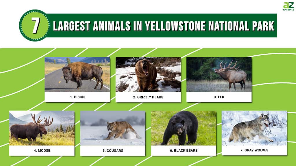 Infographic of 7 Largest Animals in Yellowstone National Park