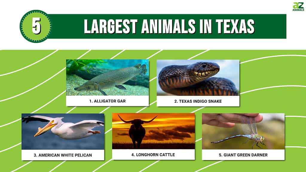 Infographic of 5 Largest Animals in Texas 