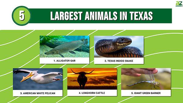 Discover the 5 Largest Animals in Texas, and Where You'll Find Them - A ...