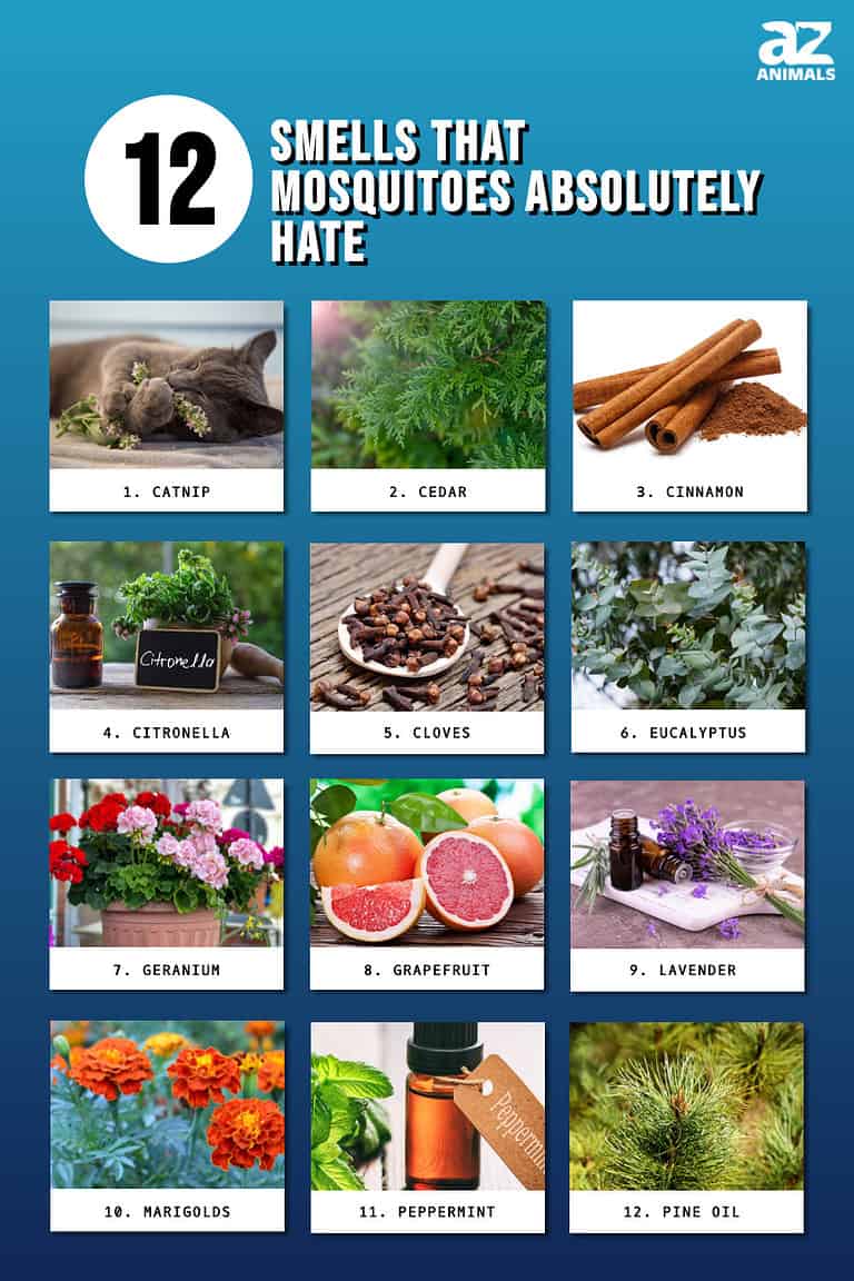 Discover 12 Smells That Mosquitoes Absolutely Hate (But You Will Love