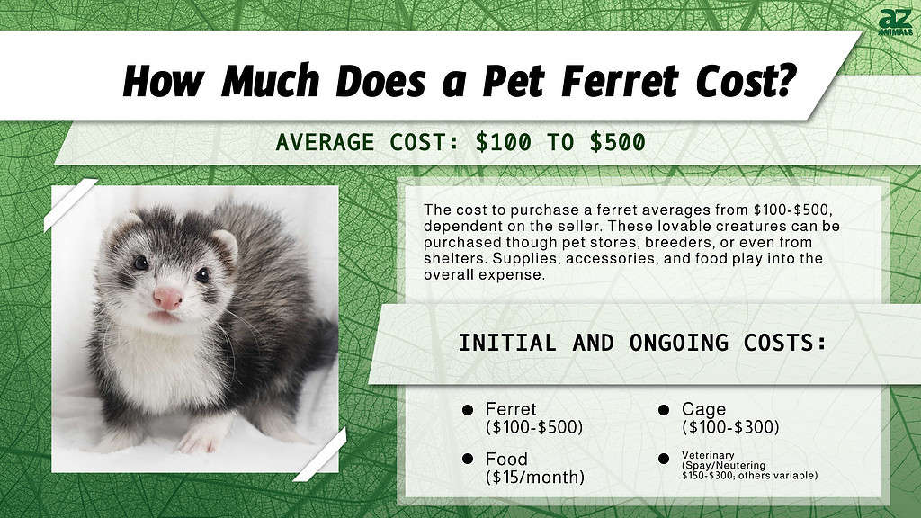 Spay Ferret Cost at Dennis Stroble blog