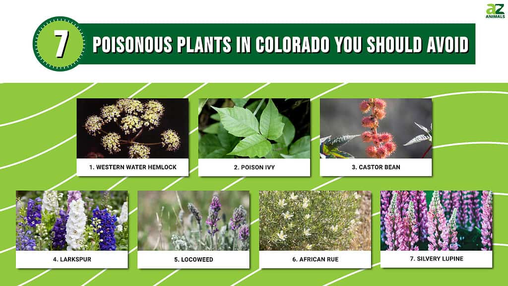 7 Poisonous Plants in Colorado You Should Avoid