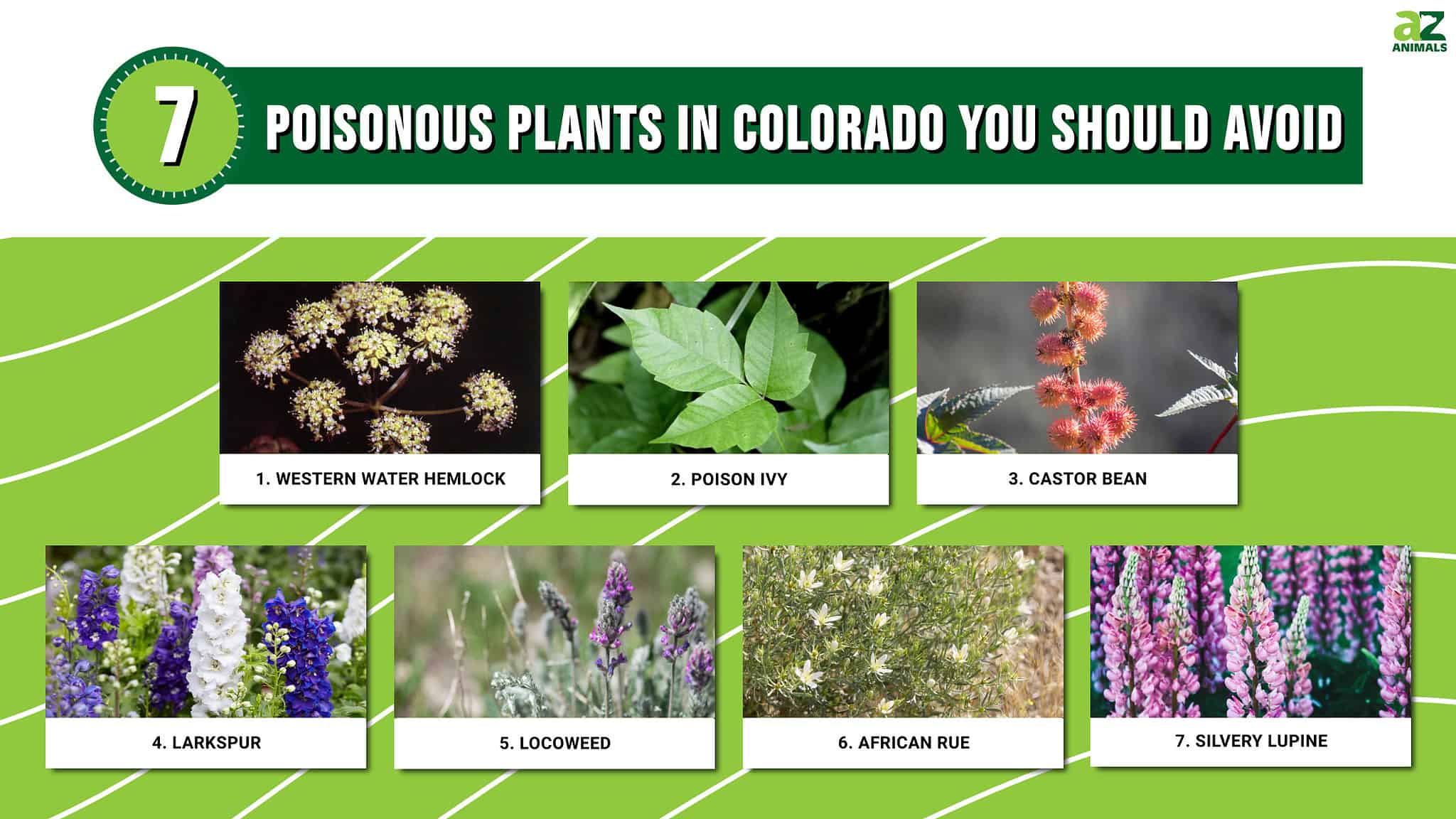 Discover 7 Poisonous Plants in Colorado You Should Avoid - A-Z Animals