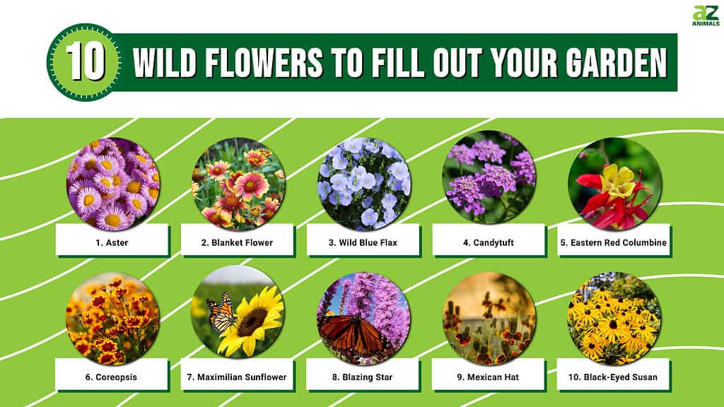 10 Wild Flowers To Fill Out Your Garden - A-Z Animals