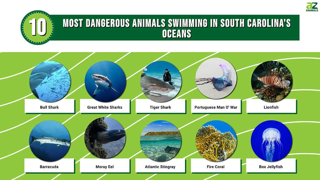 dangerous animals in South Carolina oceans
