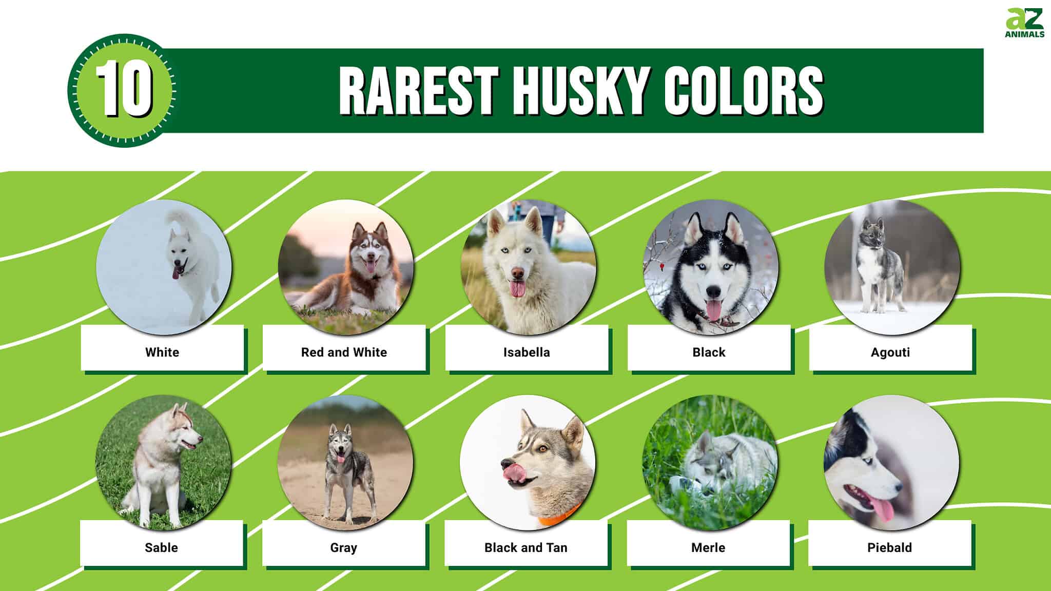 Discover the Top 10 Rarest Husky Colors AZ Animals