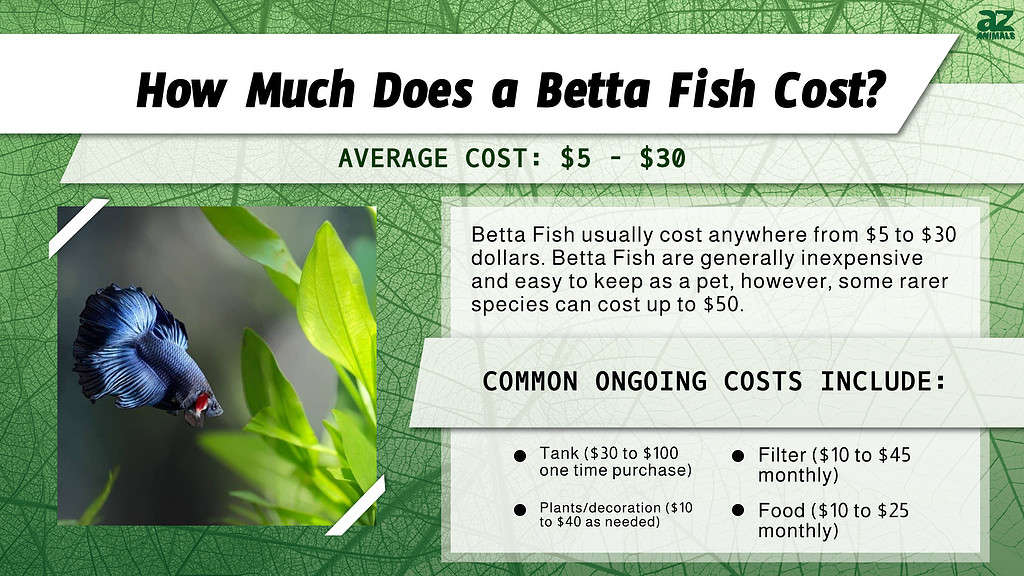 How Much Does a Betta Fish Cost? infographic