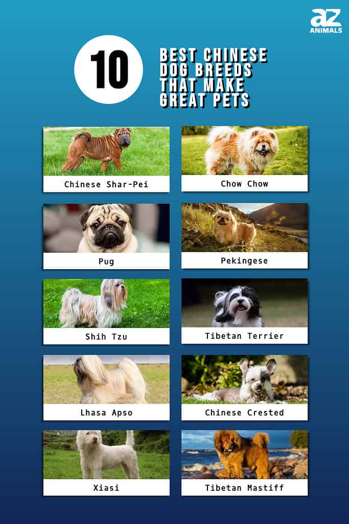 dog species list