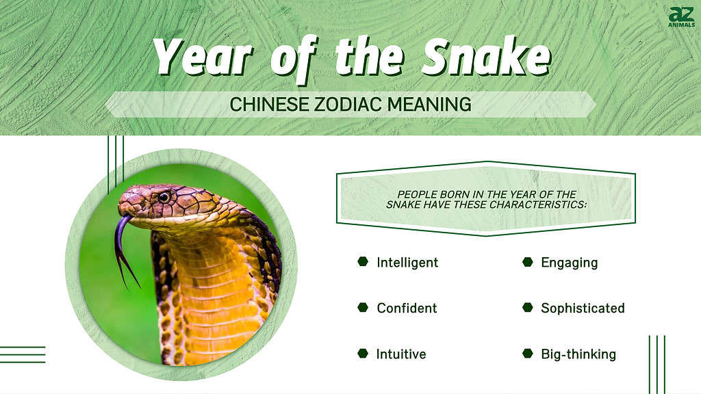 Infographic of Year of the Snake
