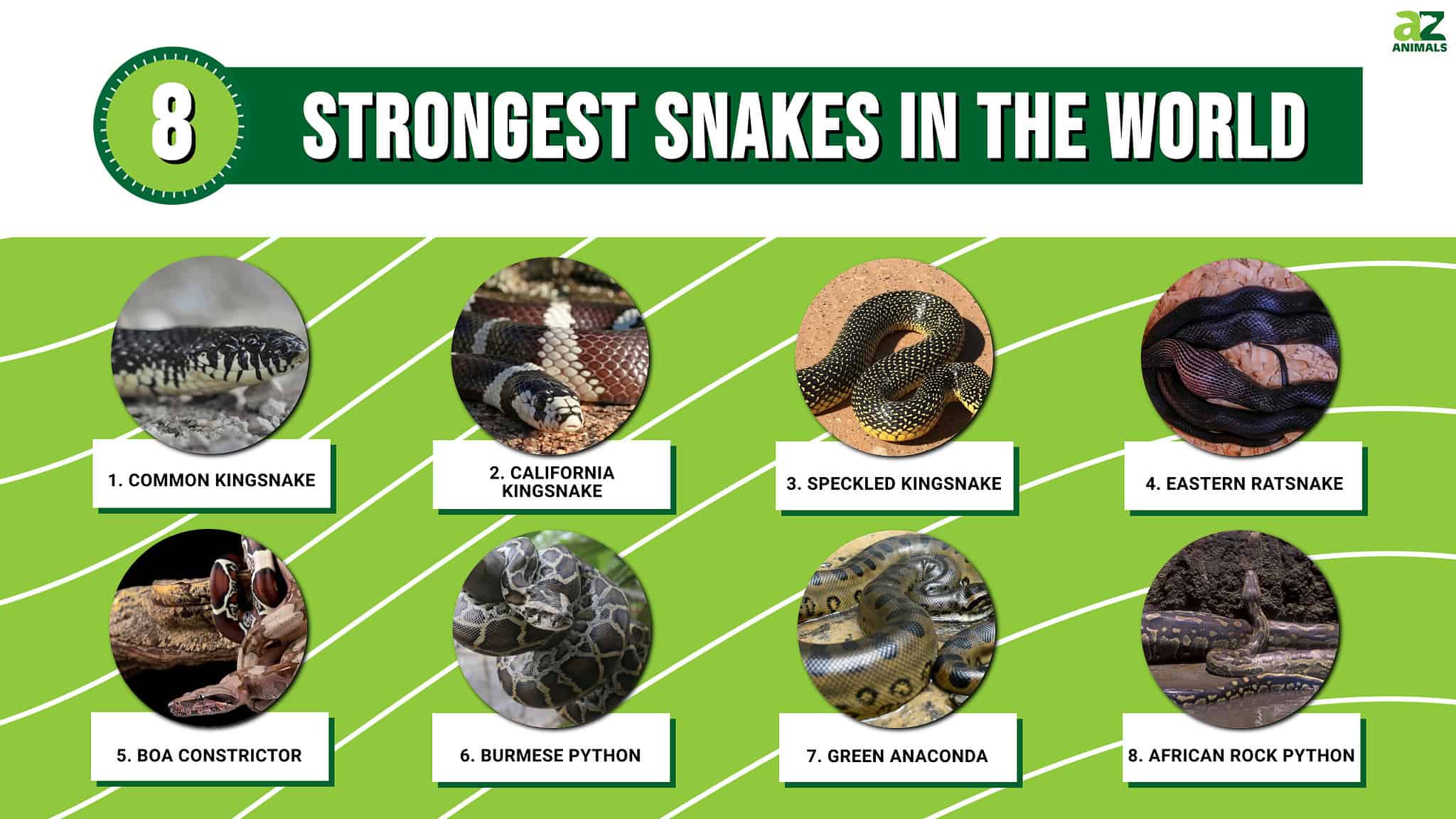 8 Strongest Snakes in the World - A-Z Animals