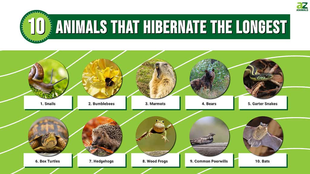 Infographic of 10 Animals That Hibernate the Longest
