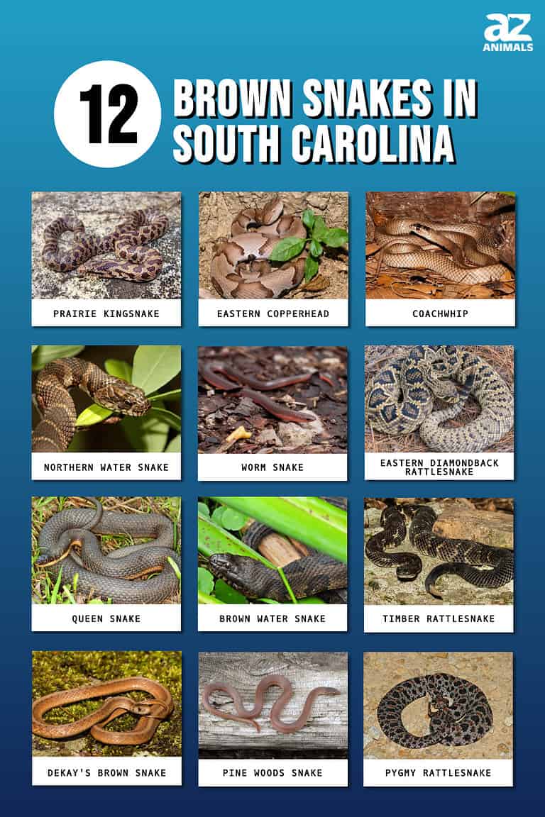 These Are the 12 Brown Snakes Slithering Around South Carolina - A-Z ...