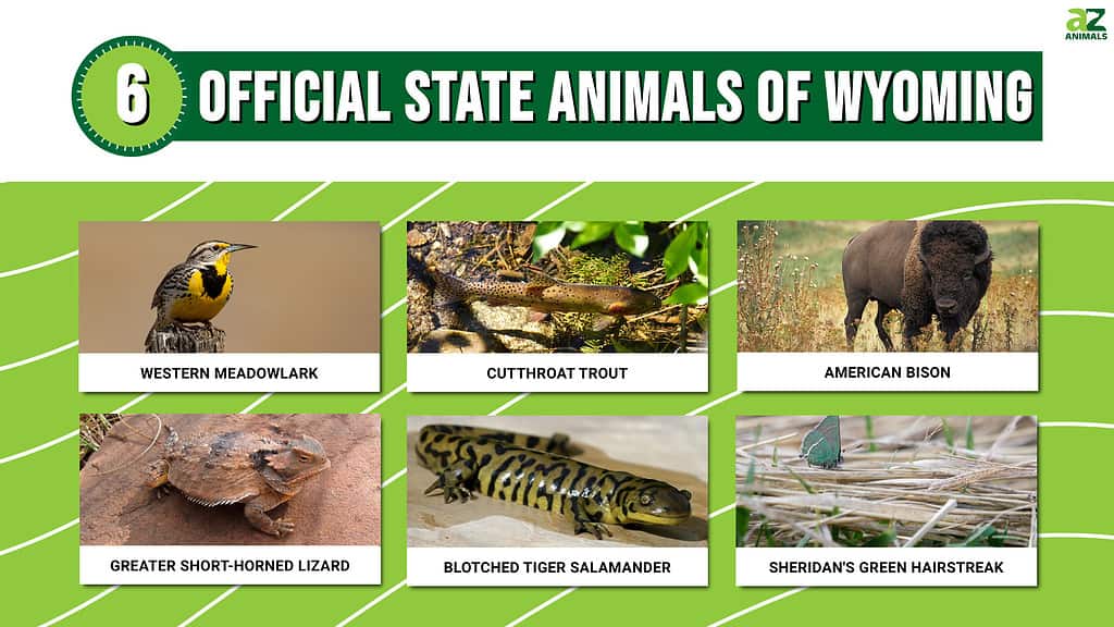 Official State Animals of Wyoming