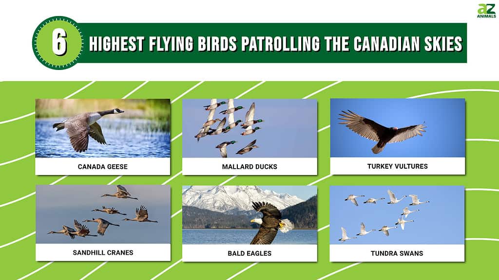 6 Highest Flying Birds Patrolling all Over Canada