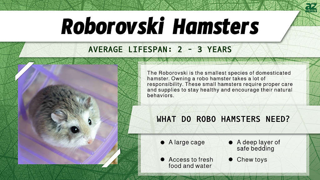 A template of roborovski hamster lifespan and care. 
