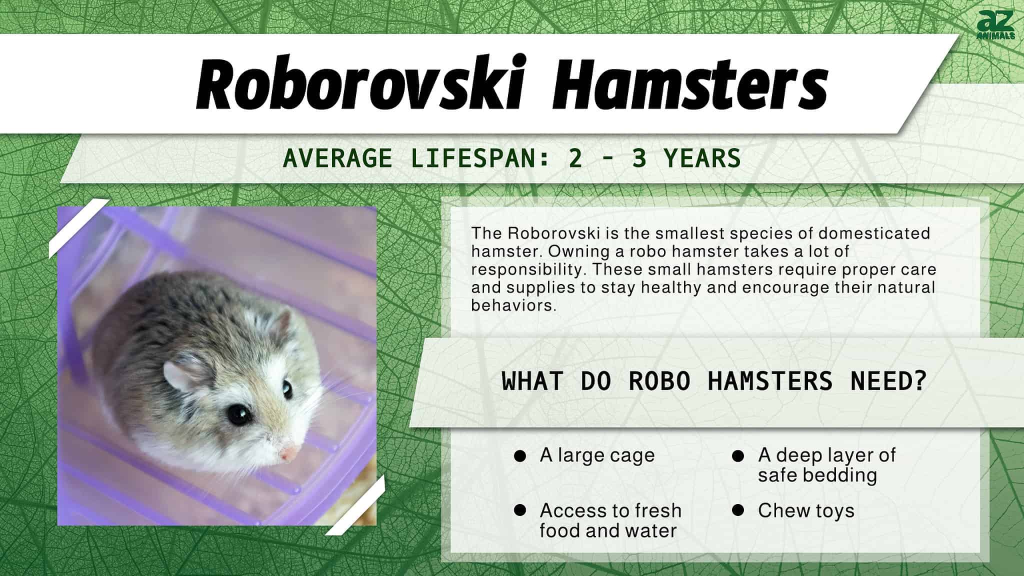 Roborovski Dwarf Hamster Pet Care Guide, Lifespan, Cost, and Important