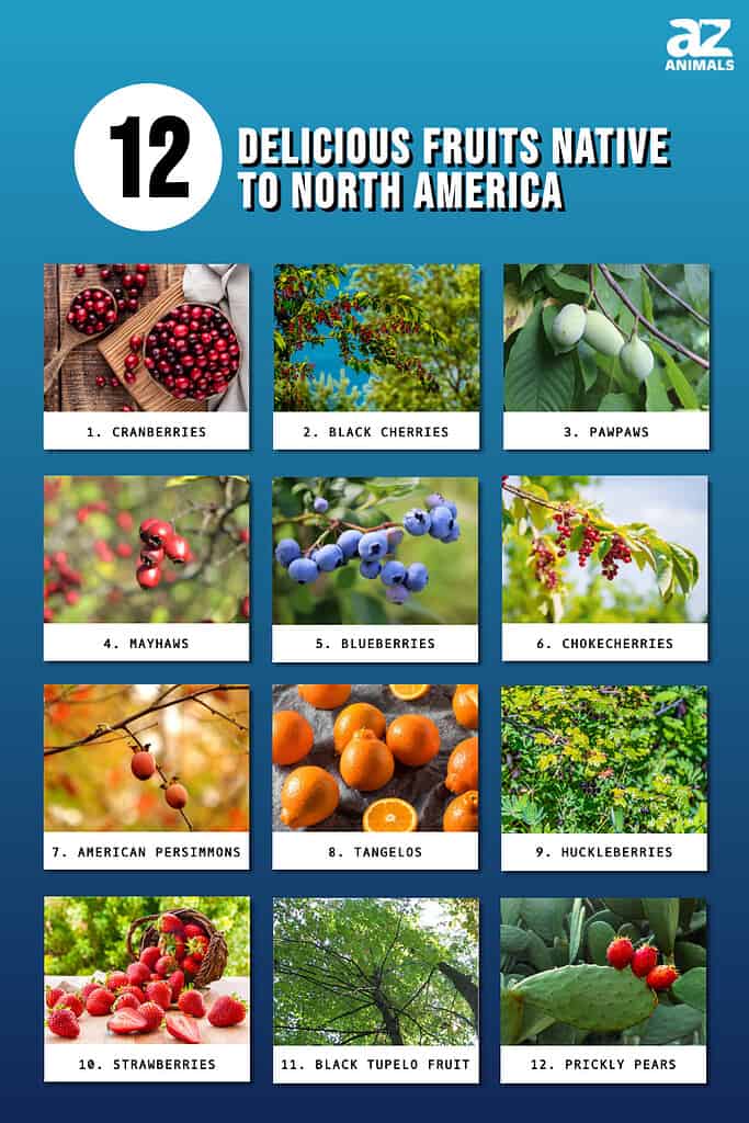 12 fruits native to North America
