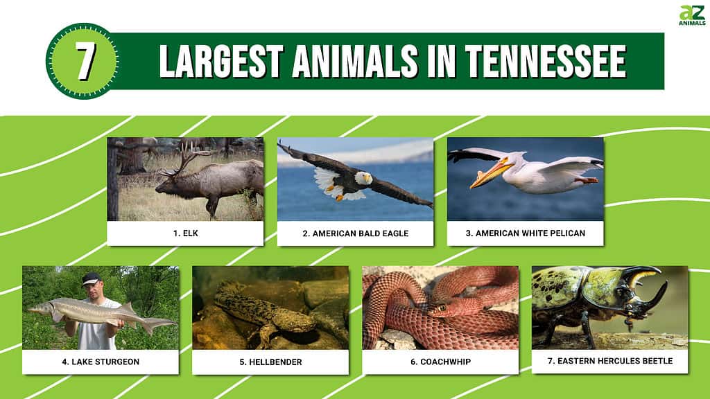 Infographic of 10 Largest Animals in Tennessee