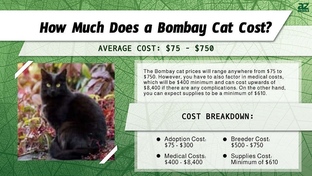 Chart of costs associated with owning a Bombay cat.