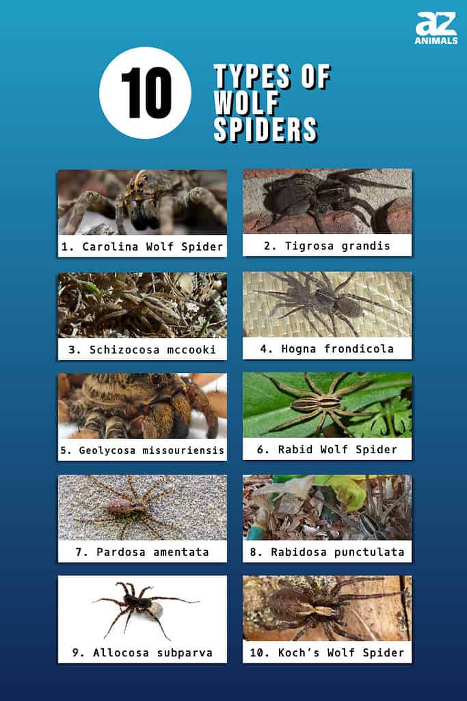 Infographic of 10 Types of Wolf Spiders