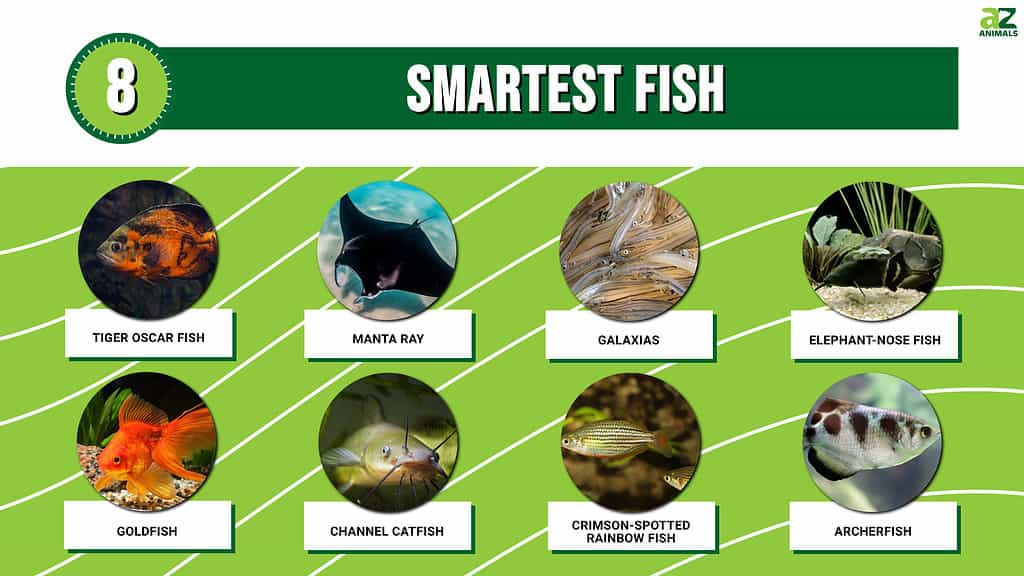 Picture graph of 8 Smartest Fish