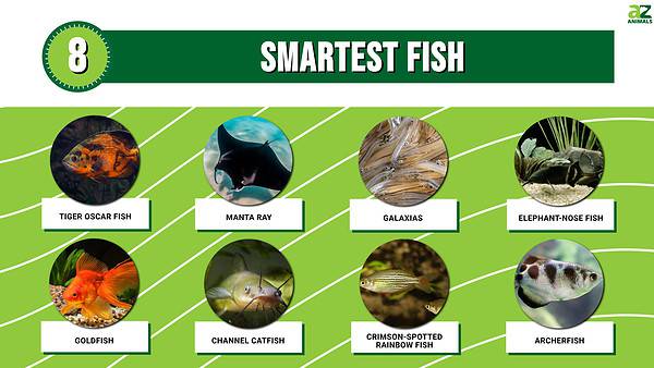 8 Incredibly Smart Fish and the Amazing Things They Can Do - A-Z Animals