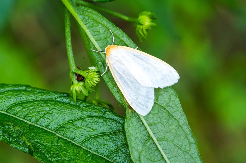 Cycnia tenera, delicate cycnia moth