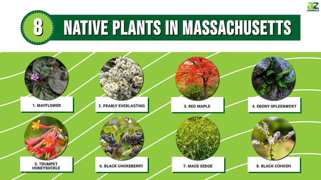 Infographic of 8 Native Plants in Massachusetts