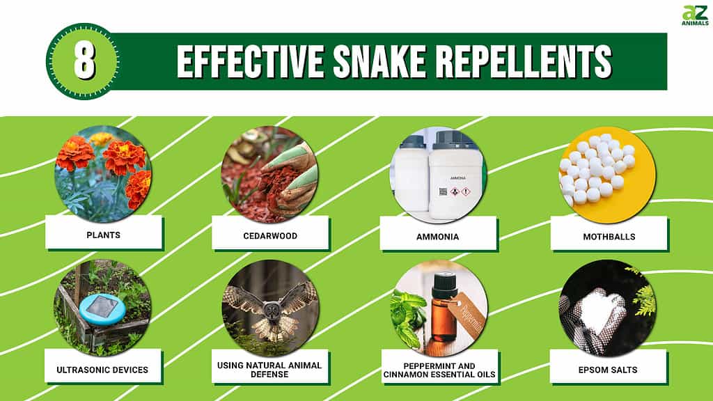 8 Effective Snake Repellents